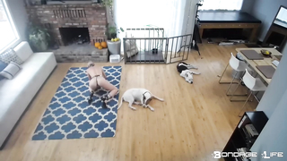 BondageLife	Rachel Greyhound - Greyhound Does Chores (Rug Cleaning Edition)