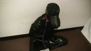 Cocoa Soft	cohi-027 - RubberDog2